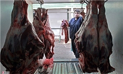 تولید بیش از 5 هزار تن گوشت قرمز در شهرستان خدابنده