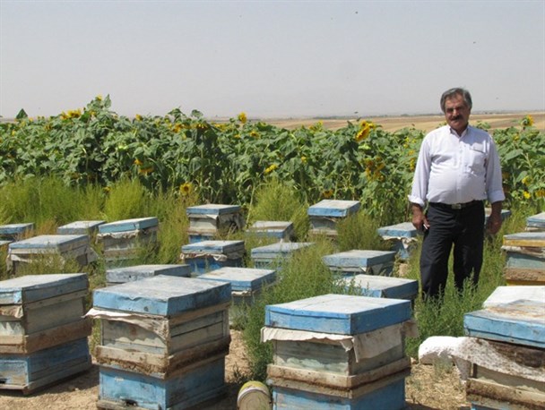 زنبور دار نمونه کشوری با بیش از ۴ هزار کندوی عسل در خدابنده/در صورت حمایت مسئولین برای۳۰نفر اشتغالزایی می کنم