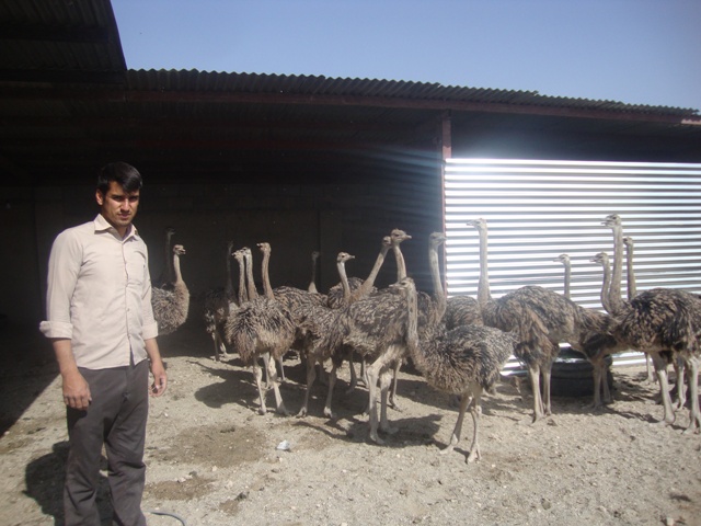 اقتصاد مقاومتی با پرورش شتر مرغ در خدابنده/با حمایت مسئولان برای ۱۰۰نفر اشتغال ایجاد می کنم