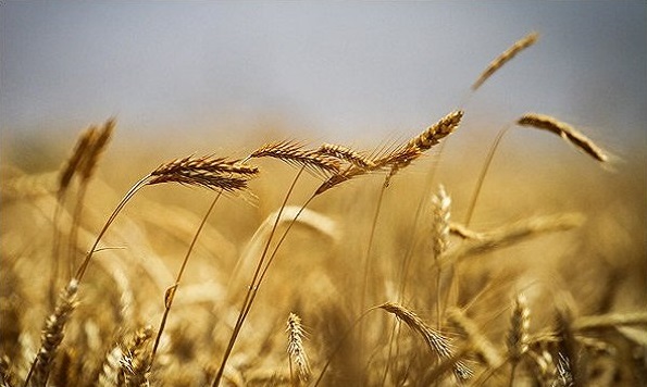 پیش بینی برداشت ۱۱۵ هزار تن گندم در سال جاری در خدابنده