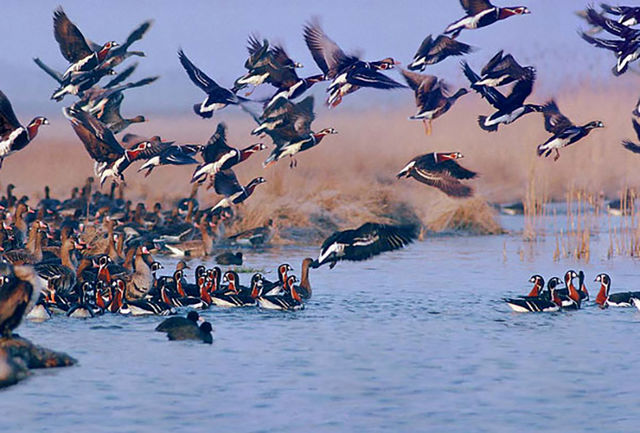 انجام اقدامات پیشگیرانه جهت جلوگیری از شیوع آنفولانزای فوق حاد پرندگان در شهرستان خدابنده