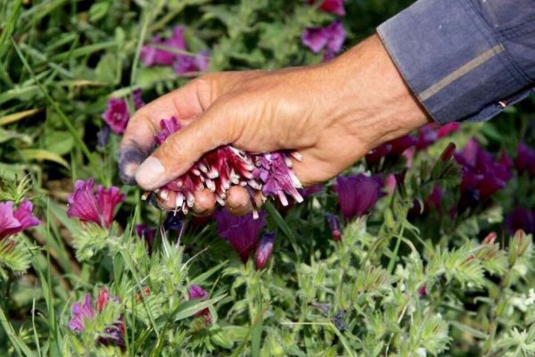 خدابنده پیشتاز کشت گیاهان دارویی در استان زنجان است
