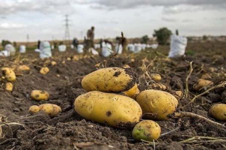 آمادگی صادرات ۴۰ هزار تن سیب‌زمینی از خدابنده به خارج از کشور/ امسال ۱۴۰ هزار تن سیب‌زمینی از مزارع خدابنده برداشت شد