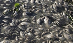 تولید 262 تن ماهی در شهرستان خدابنده