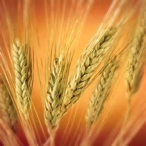60 درصد گندم استان زنجان در خدابنده تولید می شود