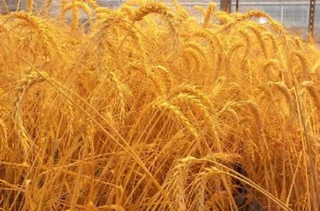 50 درصد گندم تولیدی استان زنجان به شهرستان خدابنده اختصاص دارد