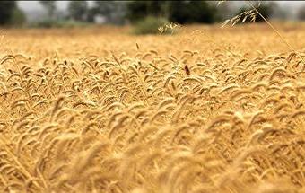 158 هزار هکتار از اراضی خدابنده به کشت گندم اختصاص داده شده است
