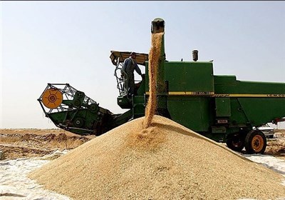 30 هزار تن گندم آبی و 182هزارتن گندم دیم درخدابنده برداشت شده است