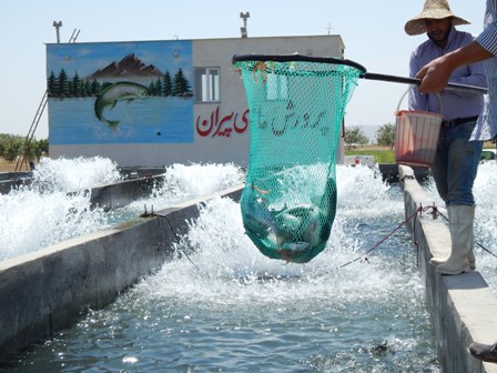 پرورش ماهی درخدابنده+عکس