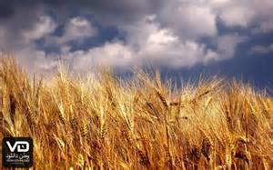 برداشت ۱۵۷ هزار تن گندم در شهرستان خدابنده
