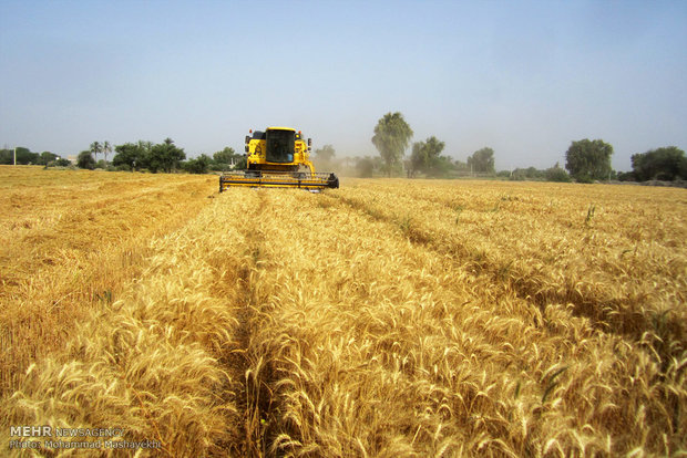 شهرستان خدابنده با ۴۲ درصد تولید گندم در استان جایگاه خوبی را دارد