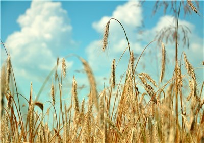 پیش‌بینی کاهش ۵۰ درصدی تولید محصول گندم در خدابنده