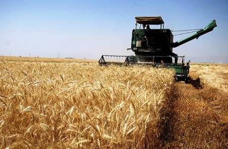 ۴۰ درصد تولید گندم زنجان مربوط به شهرستان خدابنده است