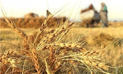 برداشت 130 هزار تن گندم از مزارع شهرستان خدابنده
