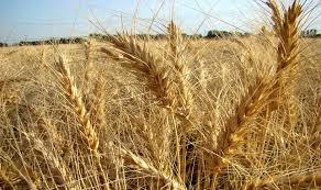 میانگین سن زدگی محصولات گندم شهرستان خدابنده 0.4 درصد است