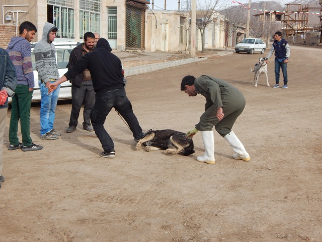 جمع آوری سگ های ولگرد و واکسیناسیون سگ های گله و نگهبان در خدابنده+تصاویر