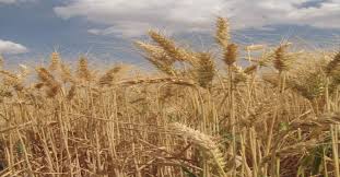 ۹۰ درصد محصولات تولیدی در خدابنده را محصولات زراعی تشکیل می‌دهد/خریداری ۱۵۰ هزار تن گندم در خدابنده