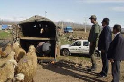 دستگیری سارقان احشام در خدابنده