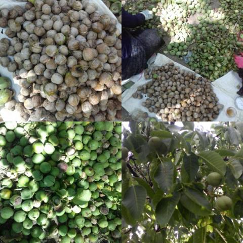 برداشت گردو از باغات روستای بولاماجی خدابنده+تصاویر