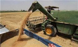 ۶۰ درصد گندم استان زنجان در خدابنده تولید شد