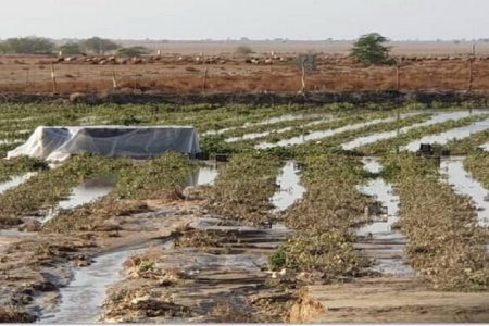 بارش تگرگ به زمین‌های کشاورزی در خدابنده خسارت زد