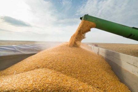 خرید تضمینی بیش از ۱۳۳ هزار تن گندم در شهرستان خدابنده