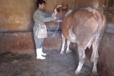 برگزاری سومین اردوی تخصصی وجهادی اداره دامپزشکی خدابنده+تصاویر