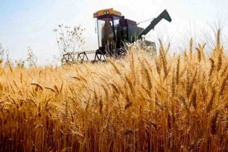 افزایش ۲۰درصدی تولید گندم در خدابنده