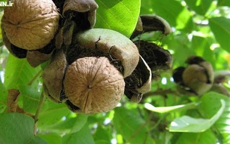 جشنواره ملی گردو در سهرورد برگزار می‌شود