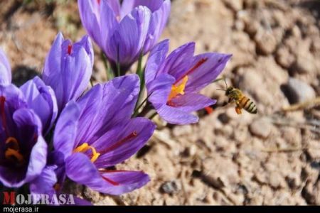 کشاورزان زنجانی از خاک، طلا برداشت می‌کنند