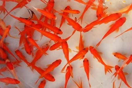 ماهی قرمز سفره هفت‌سین را در رودخانه‌ها رها نکنید