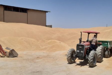 خرید 44 هزار تن گندم تضمینی در خدابنده