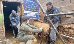برگزاری اردوی جهادی دامپزشکی در خدابنده
