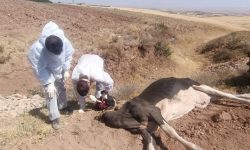 معدوم‌سازی گاو مشکوک به هاری در خدابنده