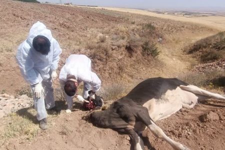 معدوم‌سازی گاو مشکوک به هاری در خدابنده