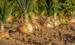 زنجان پیشرو در تولید استراتژیک محصول پیاز