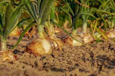 زنجان پیشرو در تولید استراتژیک محصول پیاز