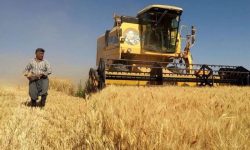 پرداخت ۱/۸ هزار میلیارد تومان از مطالبات گندمکاران خدابنده‌ای