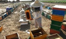 اجرای طرح سرشماری زنبور عسل در خدابنده