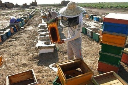 اجرای طرح سرشماری زنبور عسل در خدابنده