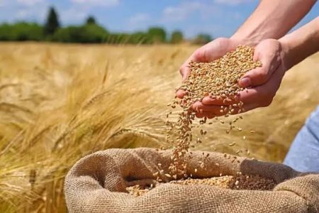 کشف 1000 تن گندم احتکار شده در خدابنده