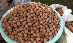 برگزاری جشنواره گردو در خدابنده+عکس